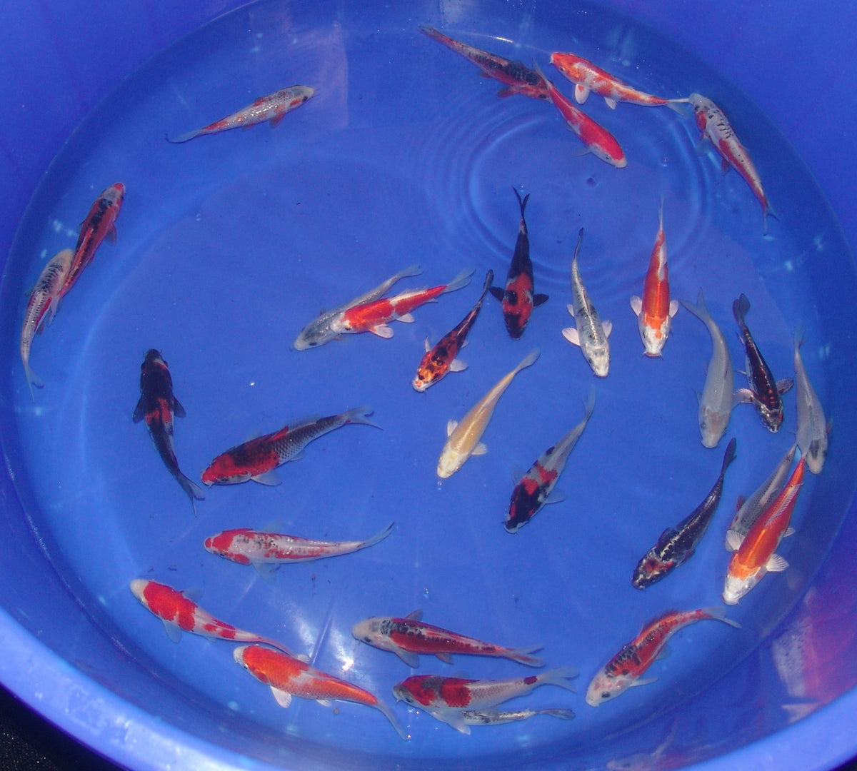 12-15cm Tosai, Mix