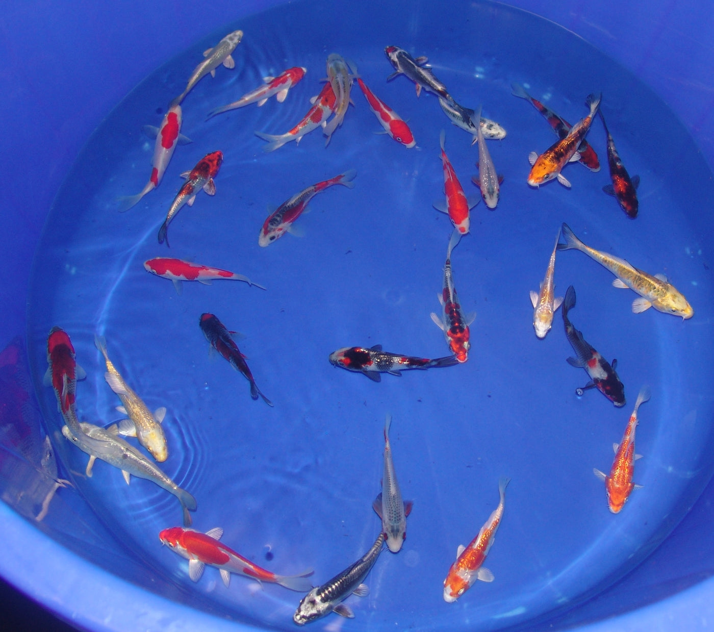 12-15cm Tosai, Mix