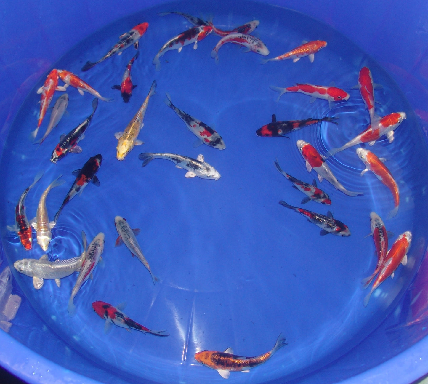 12-15cm Tosai, Mix
