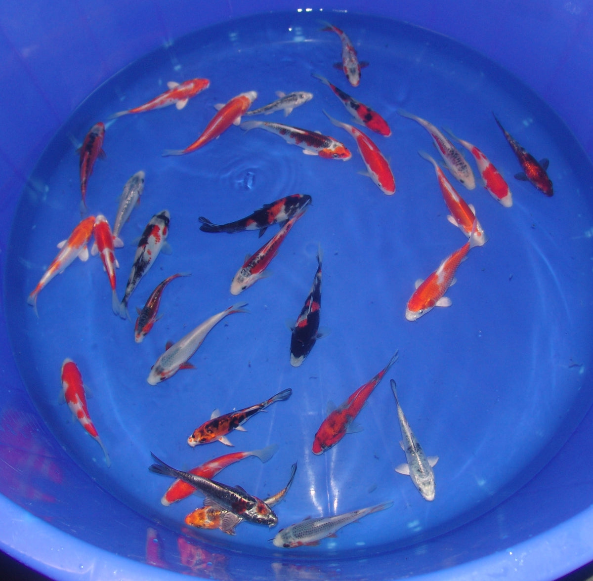 12-15cm Tosai, Mix