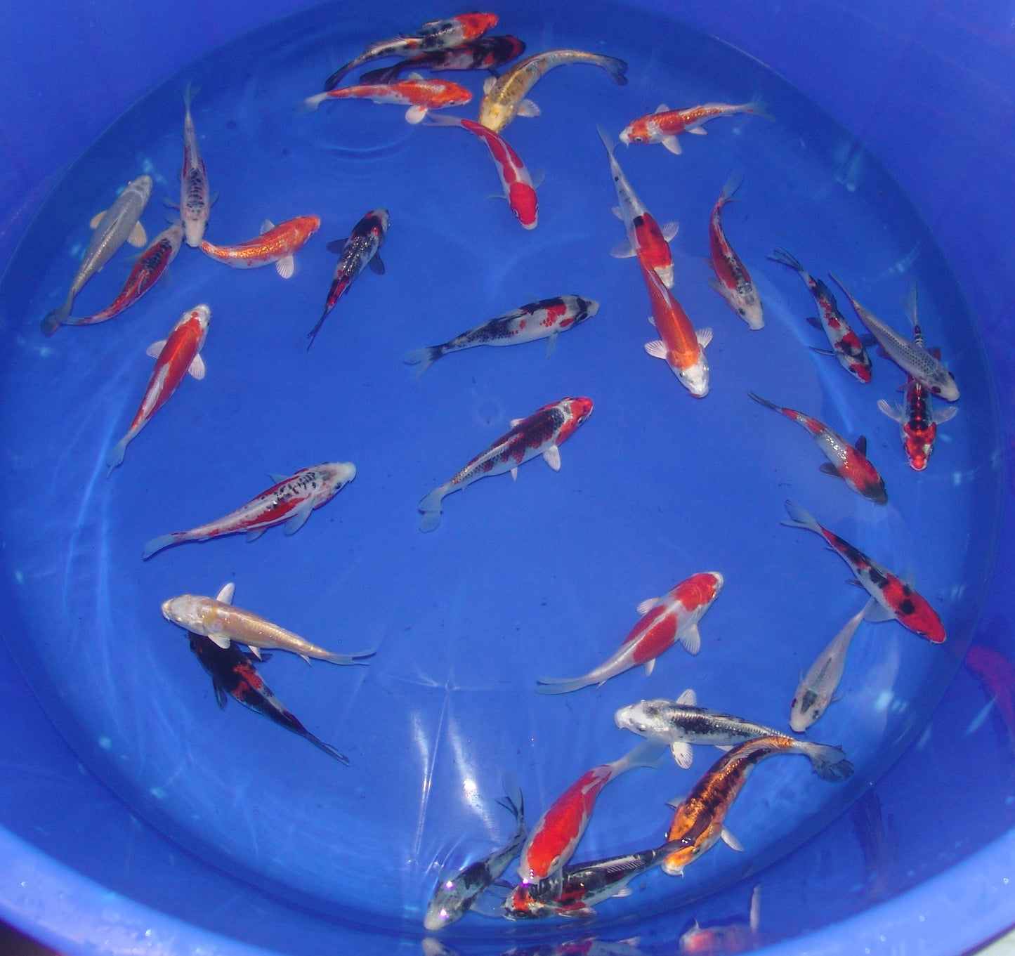 12-15cm Tosai, Mix