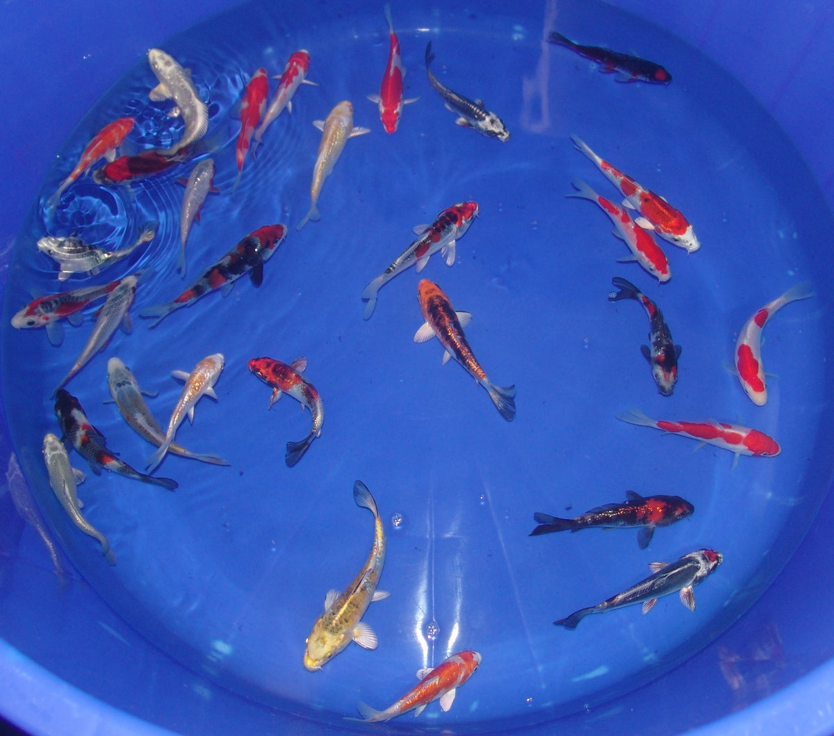 12-15cm Tosai, Mix