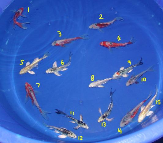 12-15cm Butterfly Koi Tosai