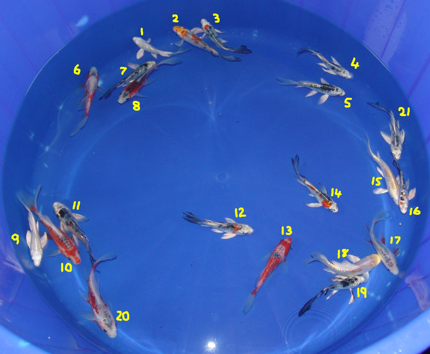 12-15cm Butterfly Koi Tosai