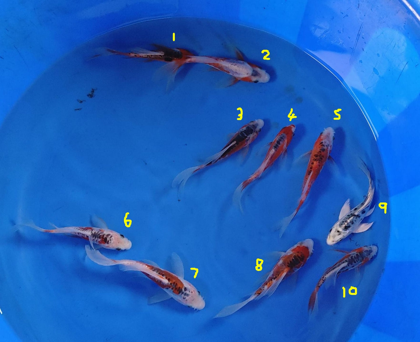 12-15cm Butterfly Koi Tosai