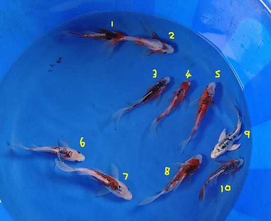 12-15cm Butterfly Koi Tosai
