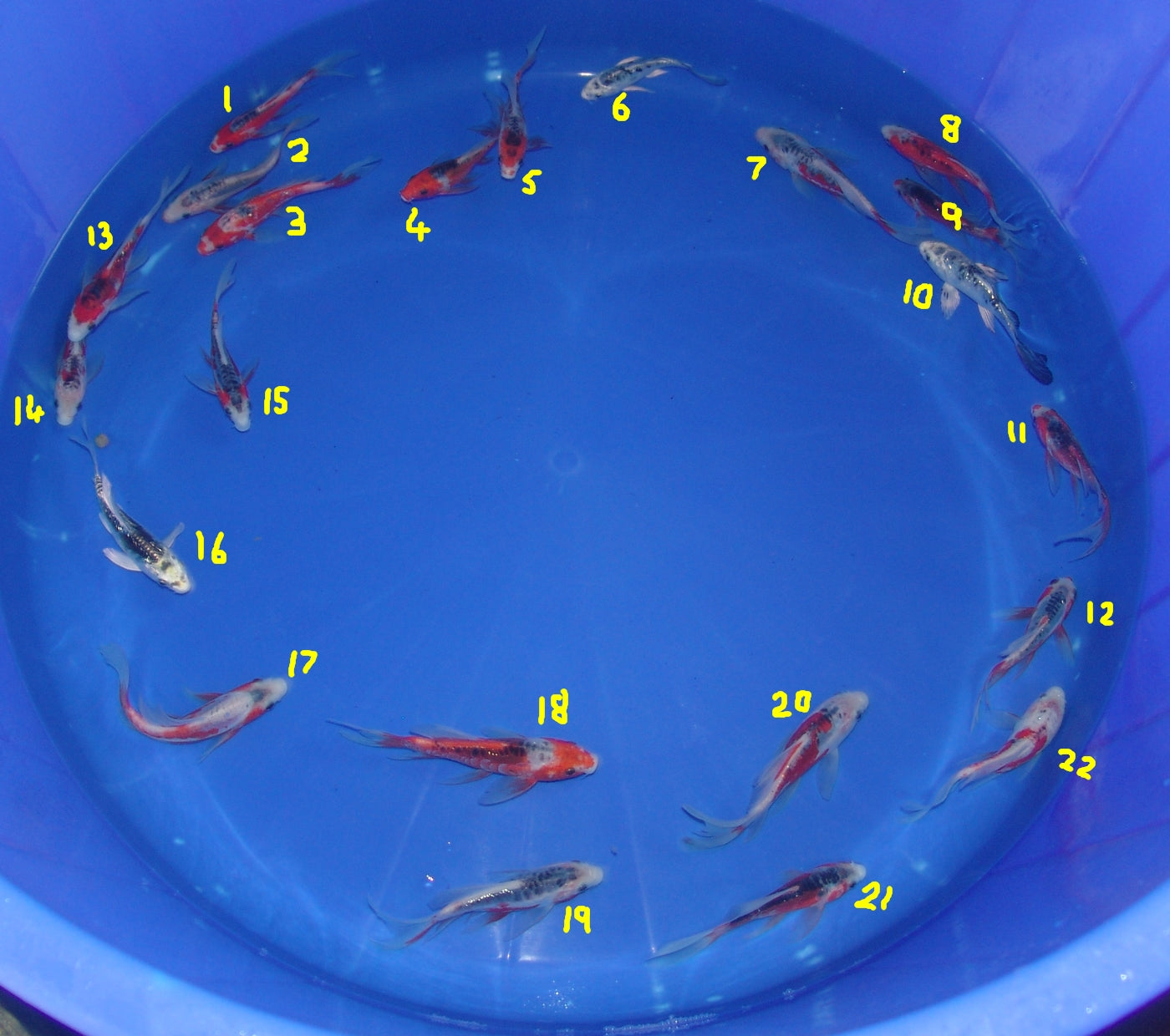 12-15cm Butterfly Koi Tosai
