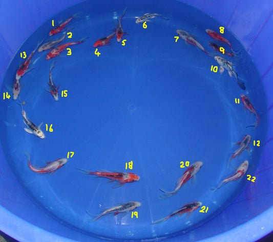 12-15cm Butterfly Koi Tosai