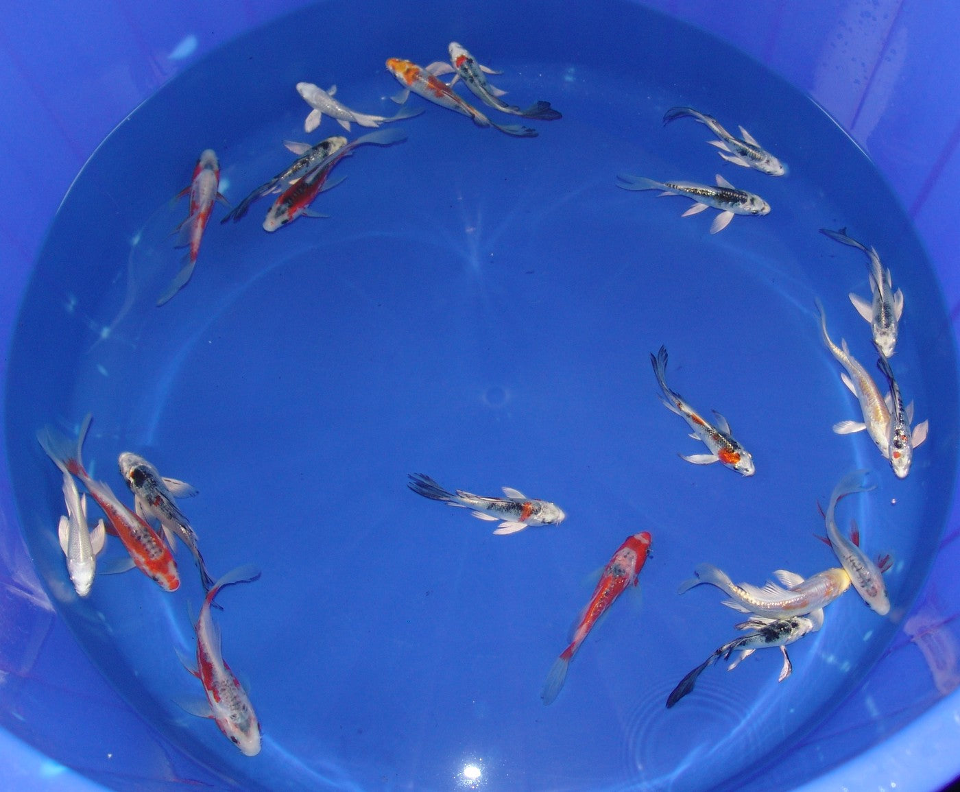 12-15cm Butterfly Koi Tosai