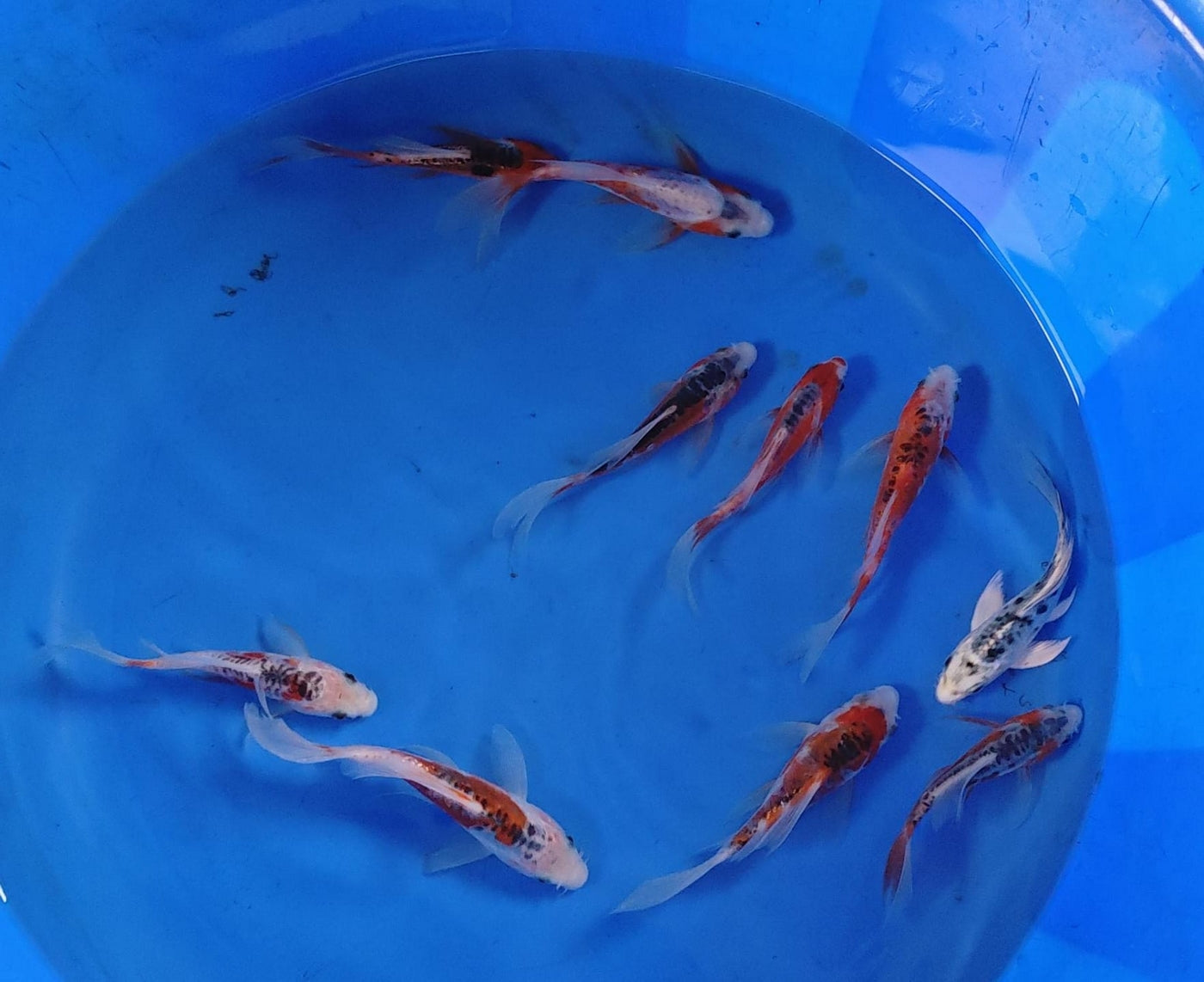 12-15cm Butterfly Koi Tosai