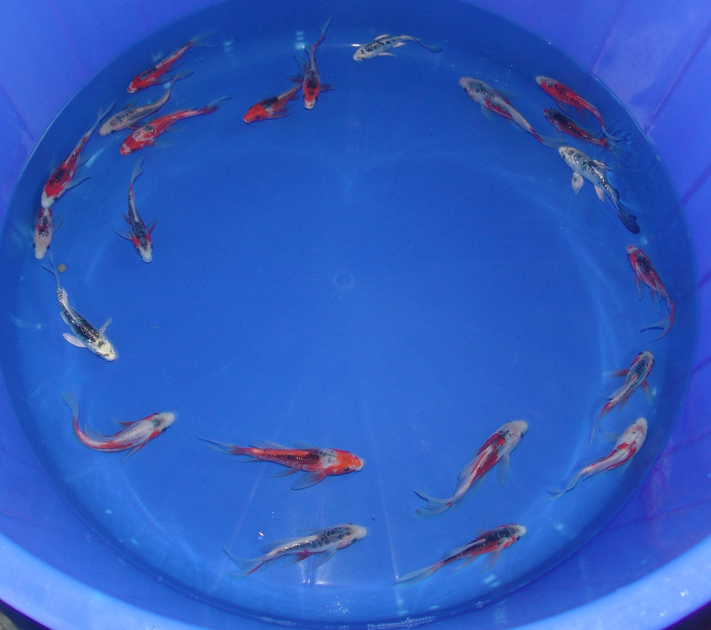 12-15cm Butterfly Koi Tosai