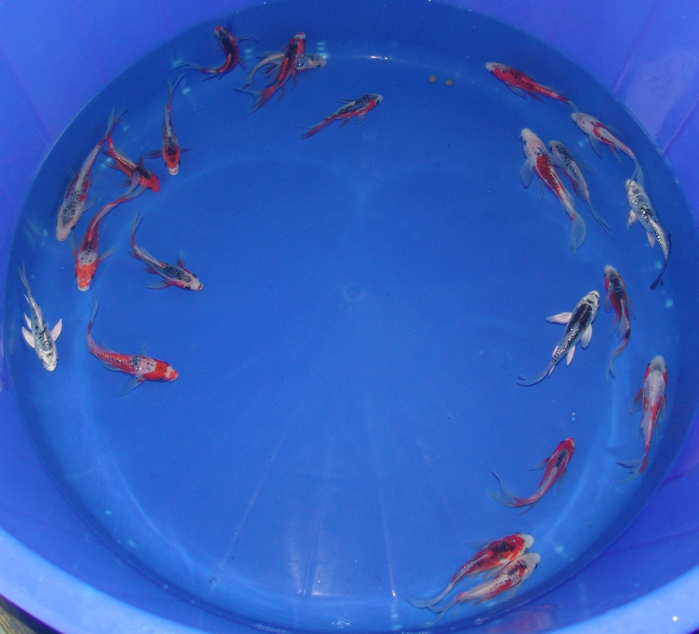 12-15cm Butterfly Koi Tosai