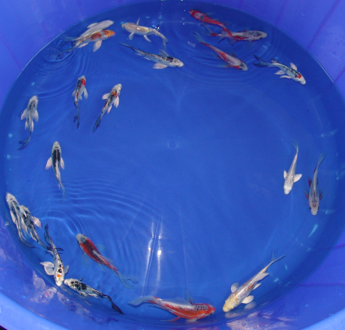 12-15cm Butterfly Koi Tosai
