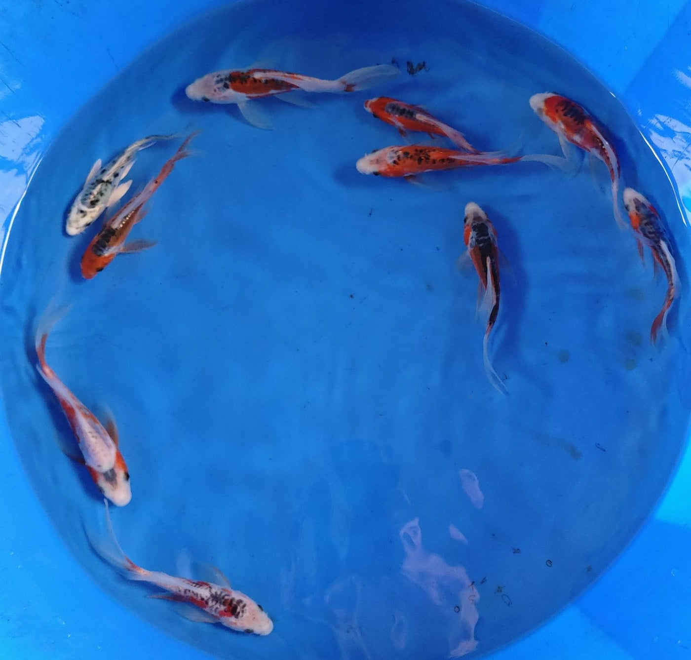 12-15cm Butterfly Koi Tosai