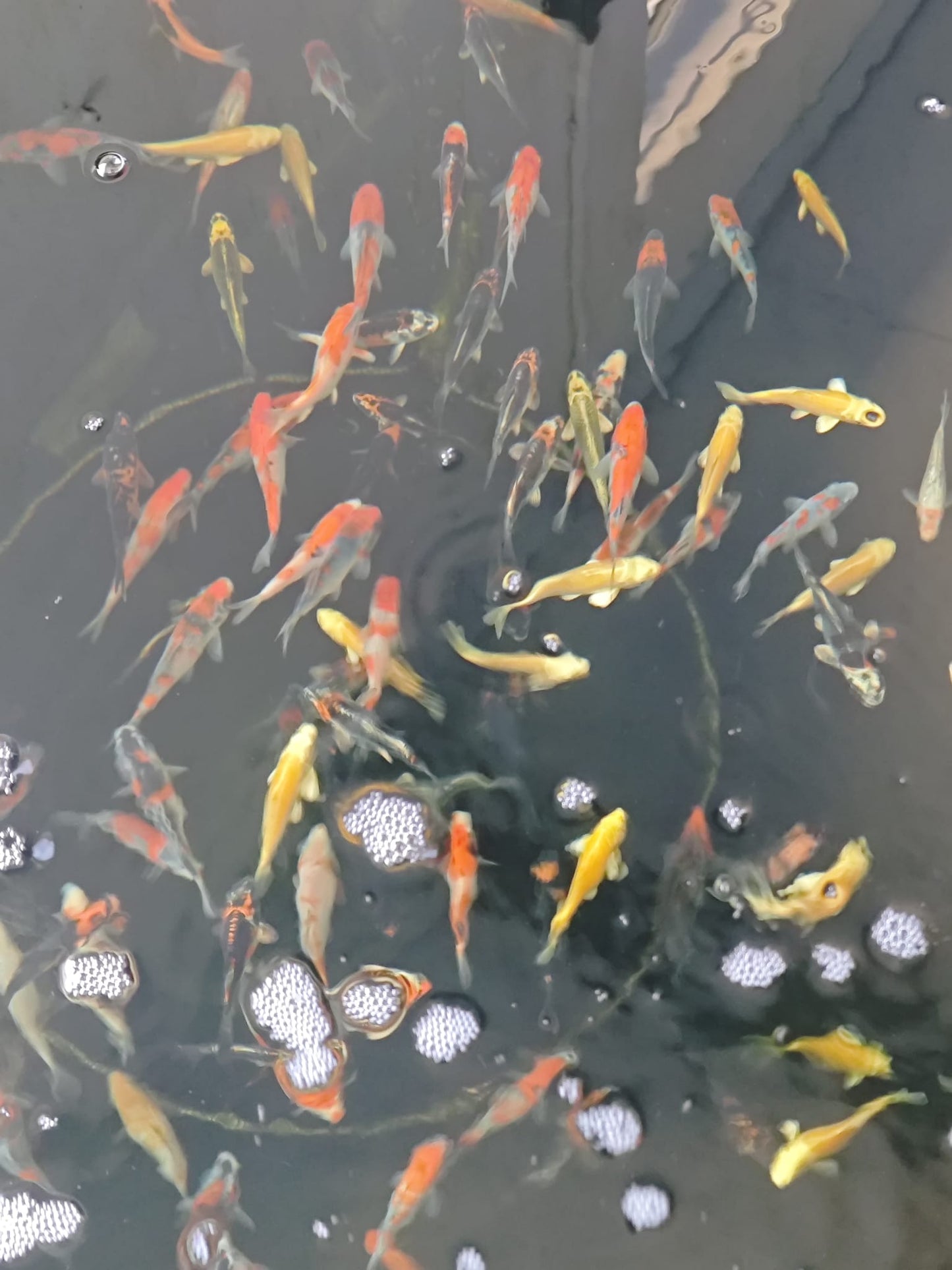 10-12cm Tosai, Mix