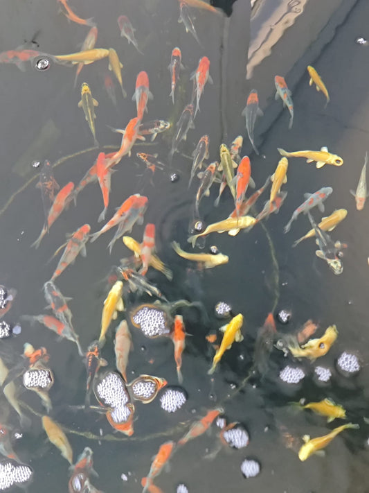 10-12cm Tosai, Mix