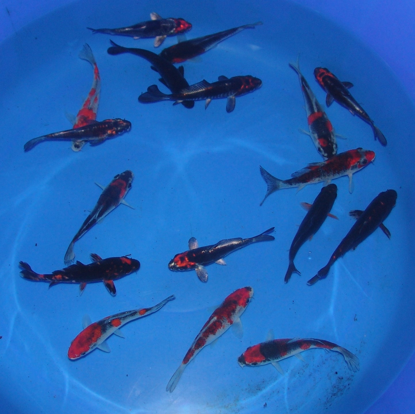 10-12cm Tosai, Mix