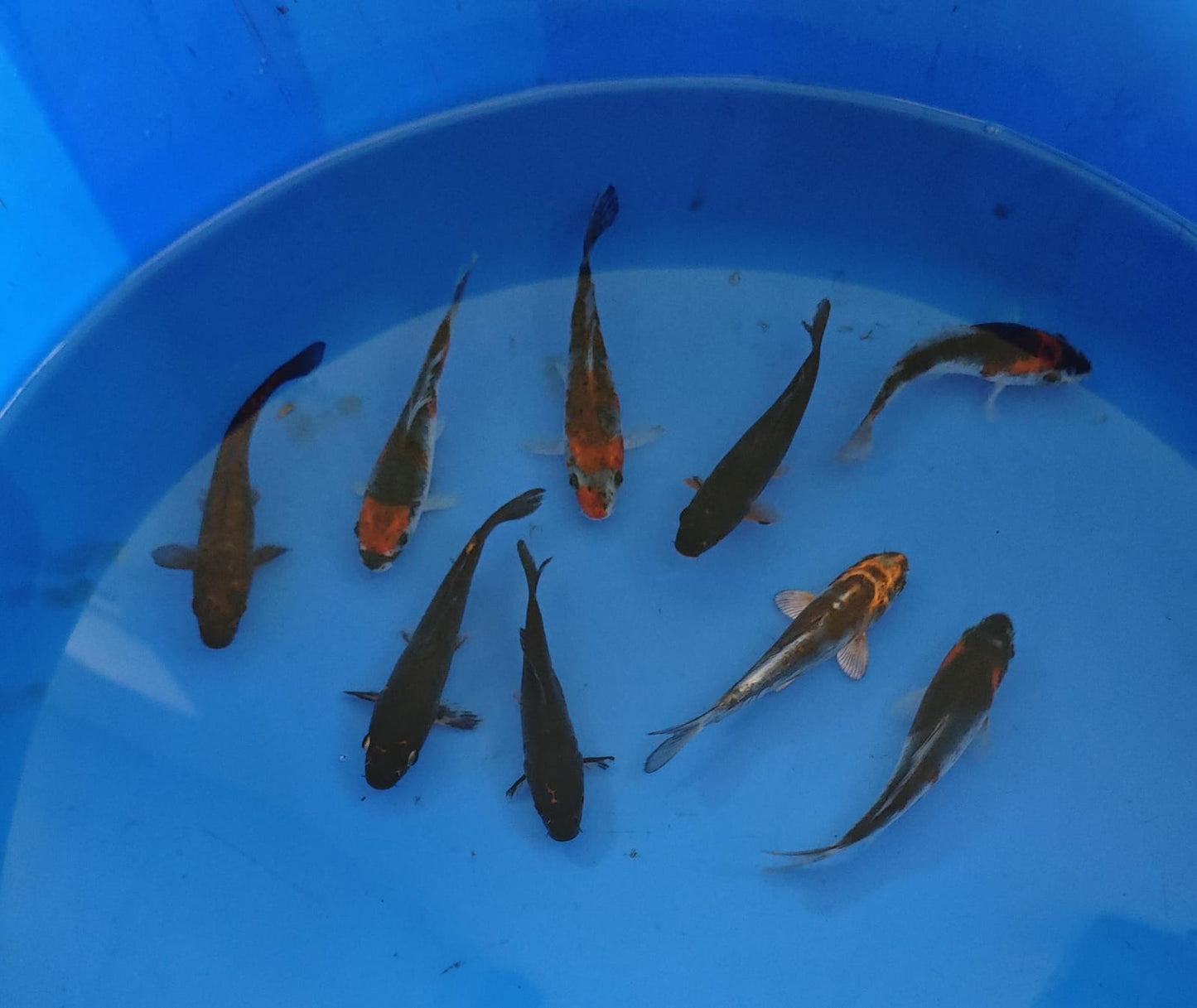 10-12cm Tosai, Mix