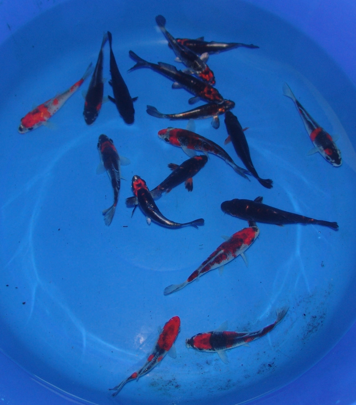 10-12cm Tosai, Mix