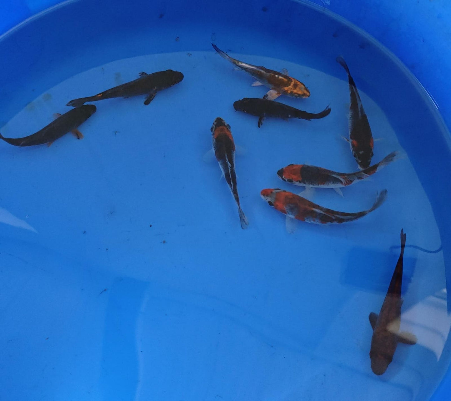 10-12cm Tosai, Mix