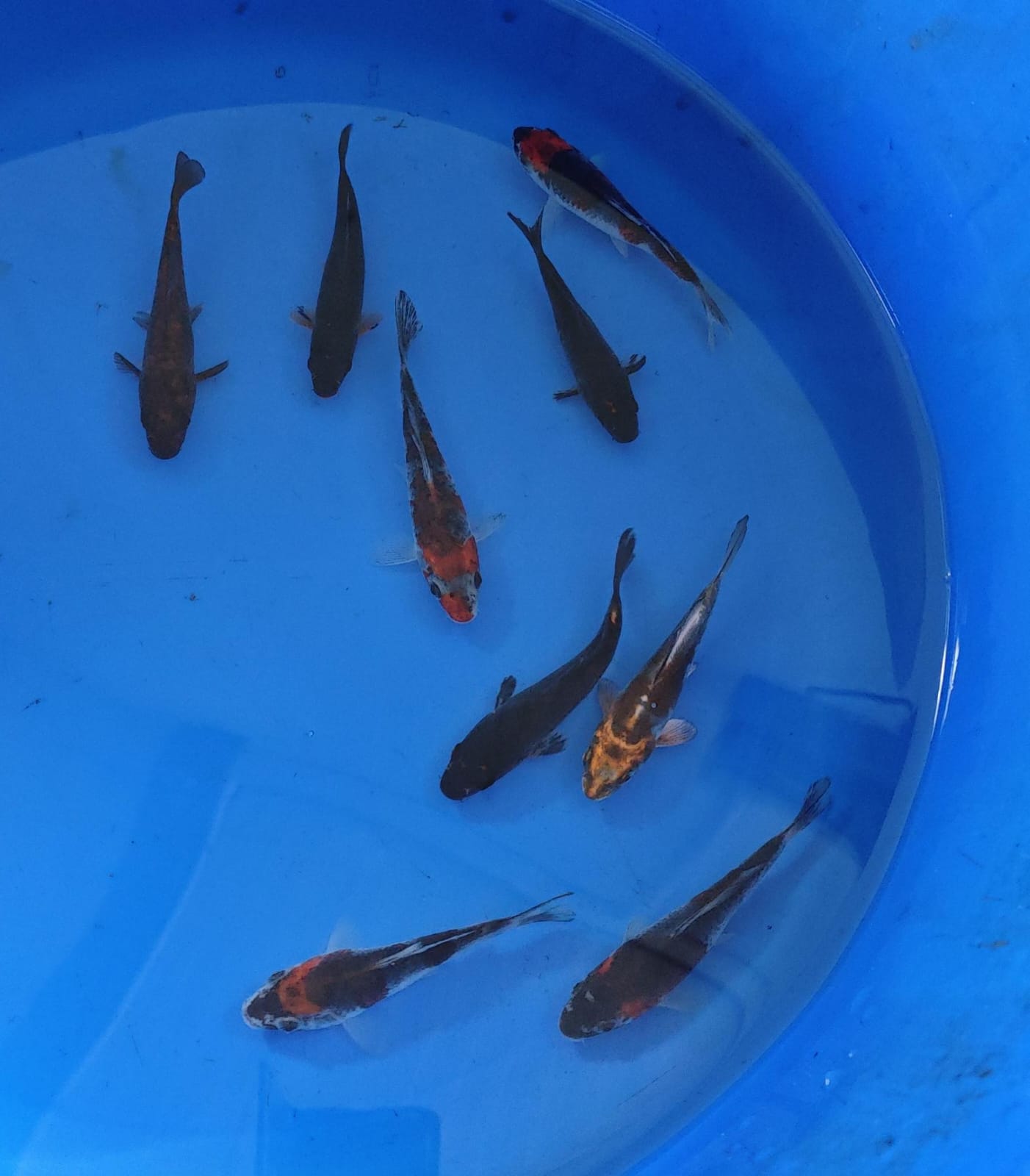10-12cm Tosai, Mix