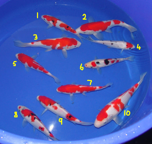 High Quality Tosai, 18-25cm.