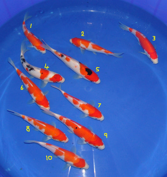 High Quality Tosai, 18-25cm.