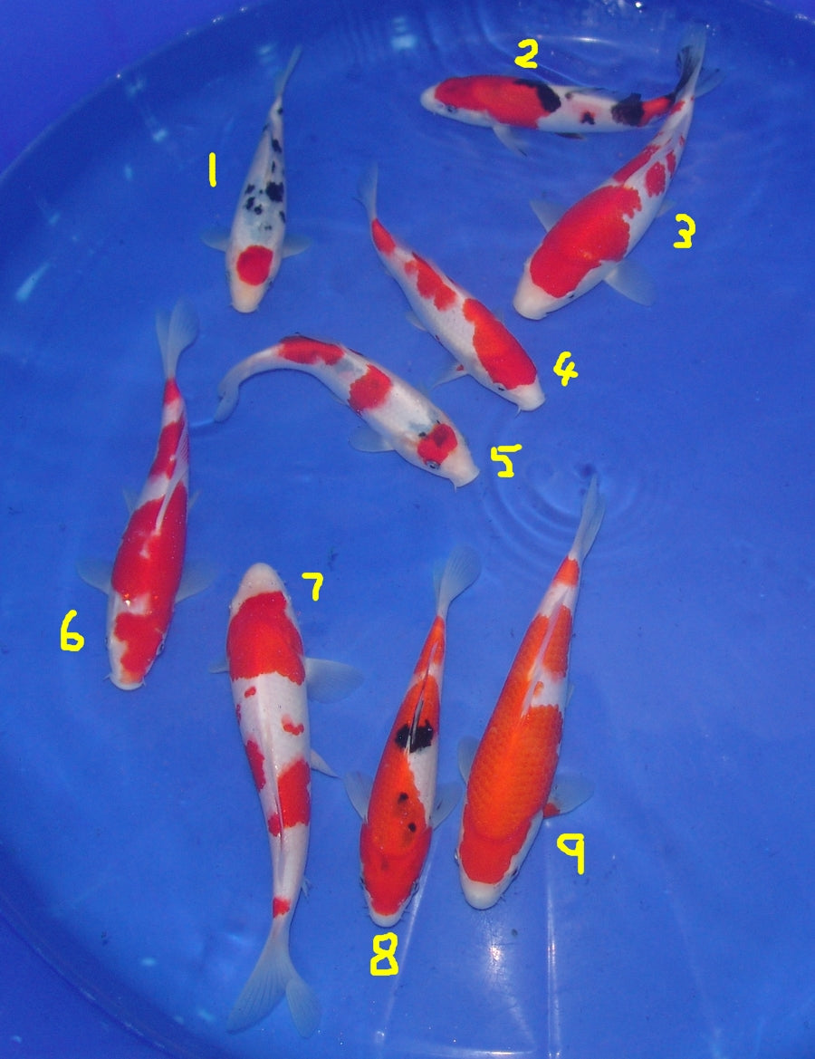 High Quality Tosai, 18-25cm.