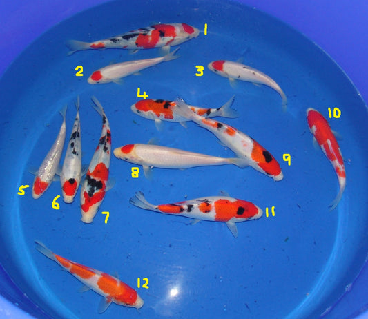 High Quality Tosai, 18-25cm.