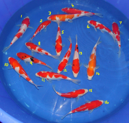 High Quality Tosai, 18-25cm.