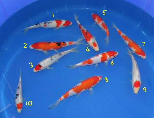 High Quality Tosai, 18-25cm.