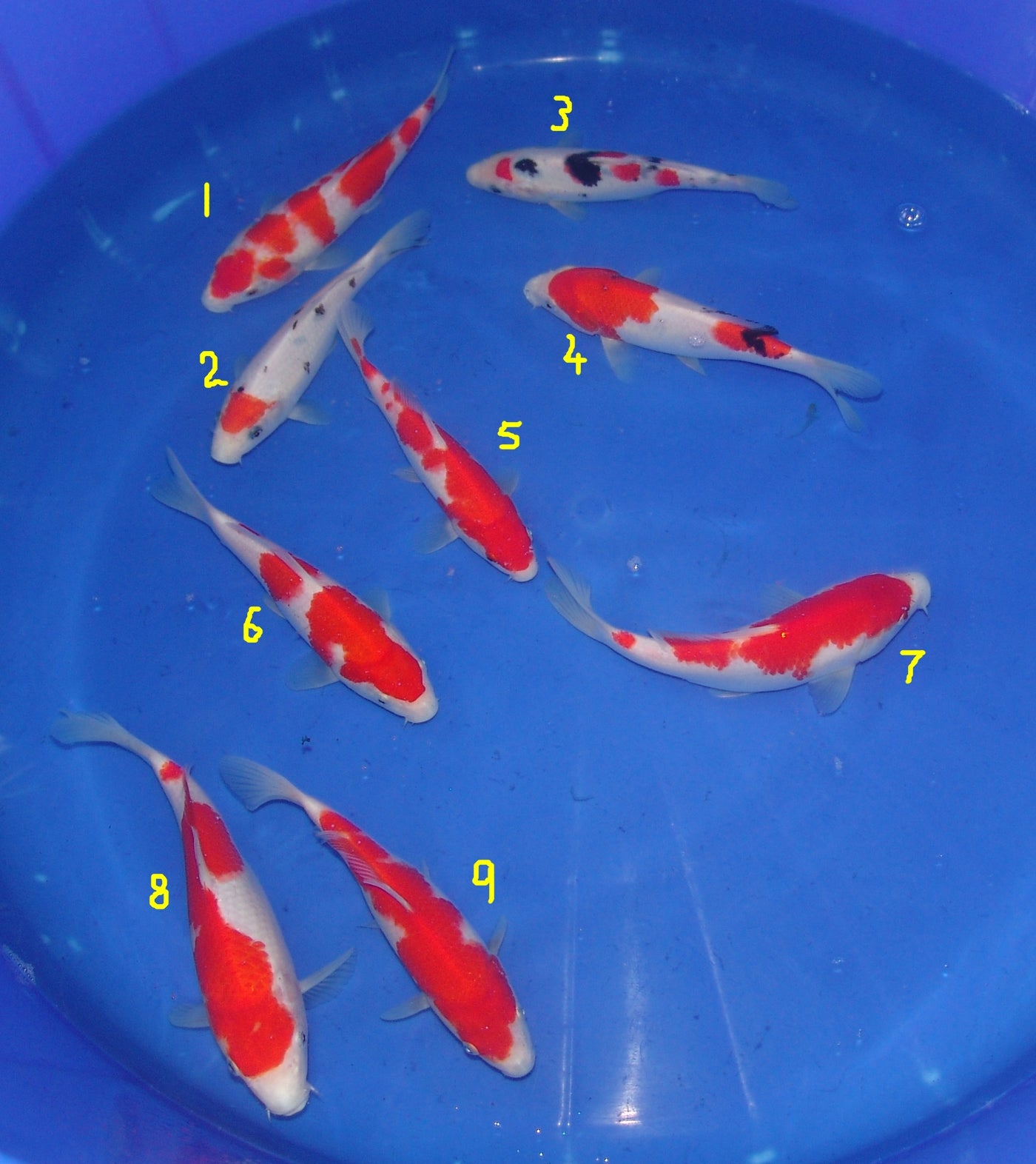High Quality Tosai, 18-25cm.