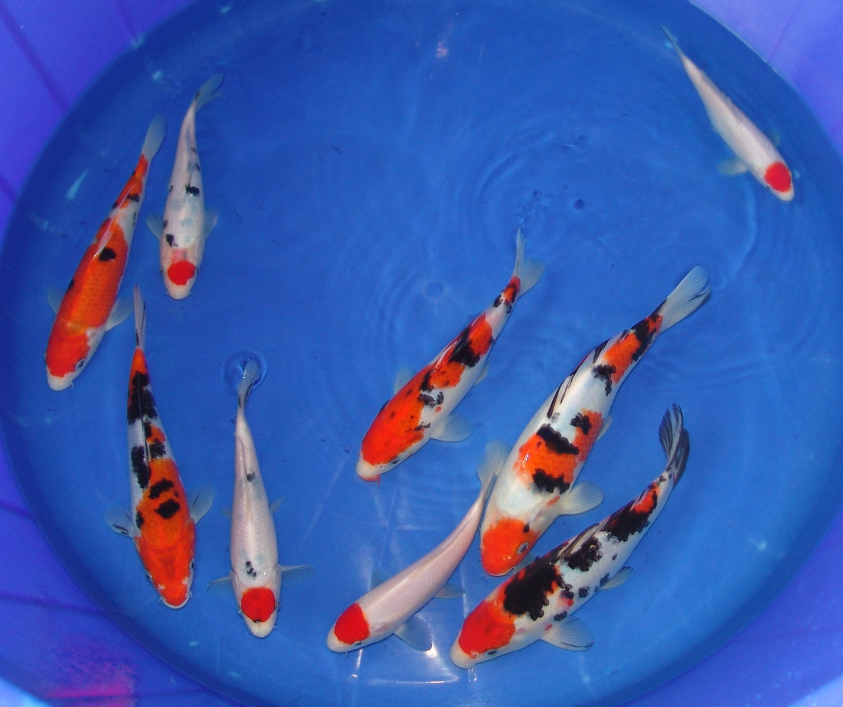 High quality cheap koi fish