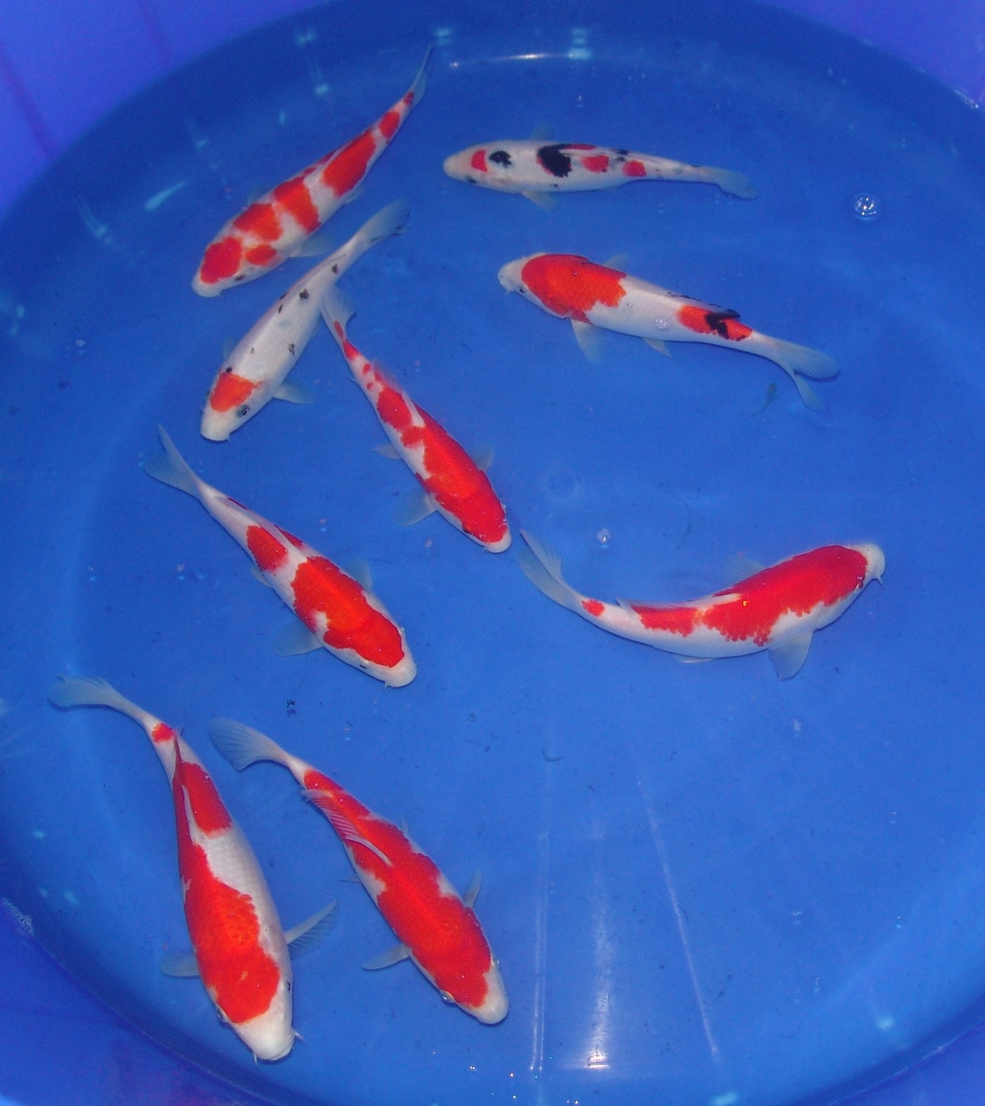 High Quality Tosai, 18-25cm.