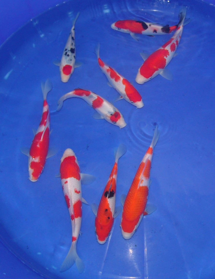High Quality Tosai, 18-25cm.