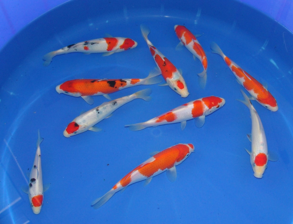 High Quality Tosai, 18-25cm.