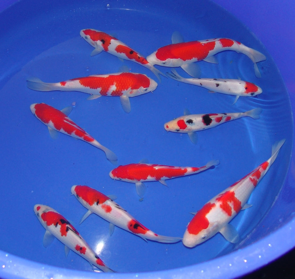 High Quality Tosai, 18-25cm.