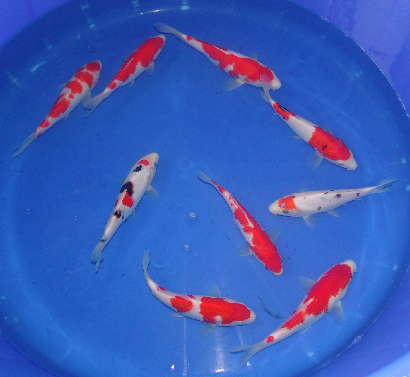 High Quality Tosai, 18-25cm.