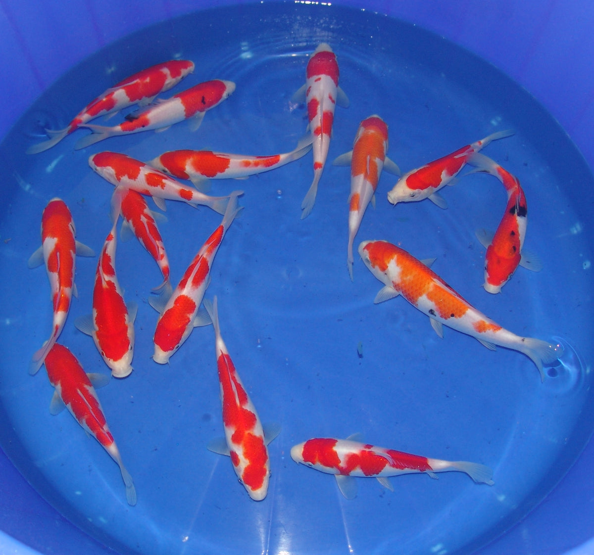 High Quality Tosai, 18-25cm.