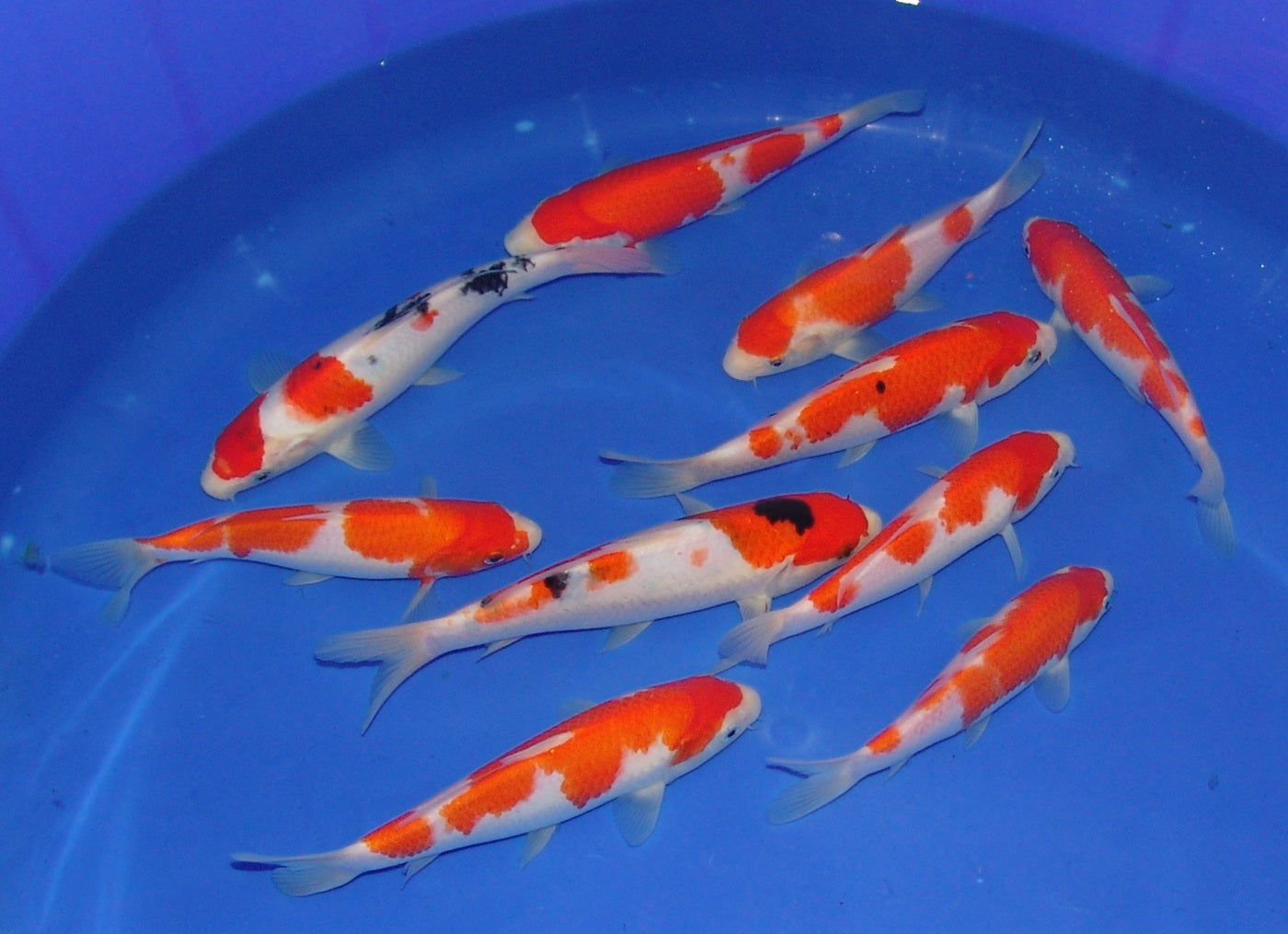 High Quality Tosai, 18-25cm.