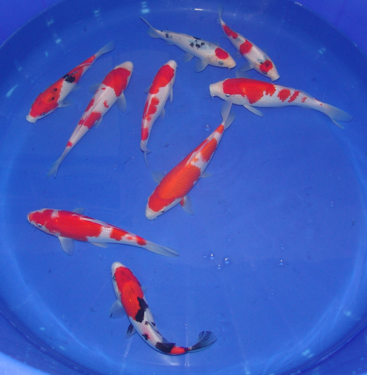High Quality Tosai, 18-25cm.
