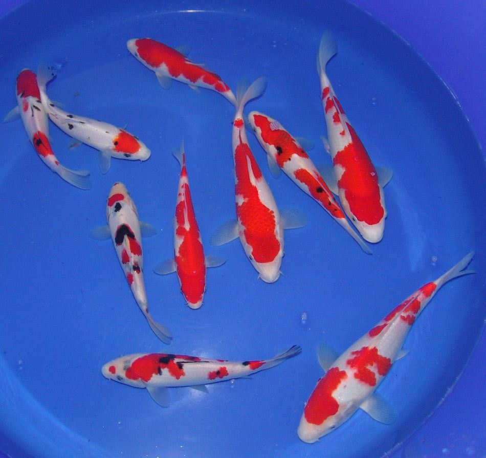 High Quality Tosai, 18-25cm.