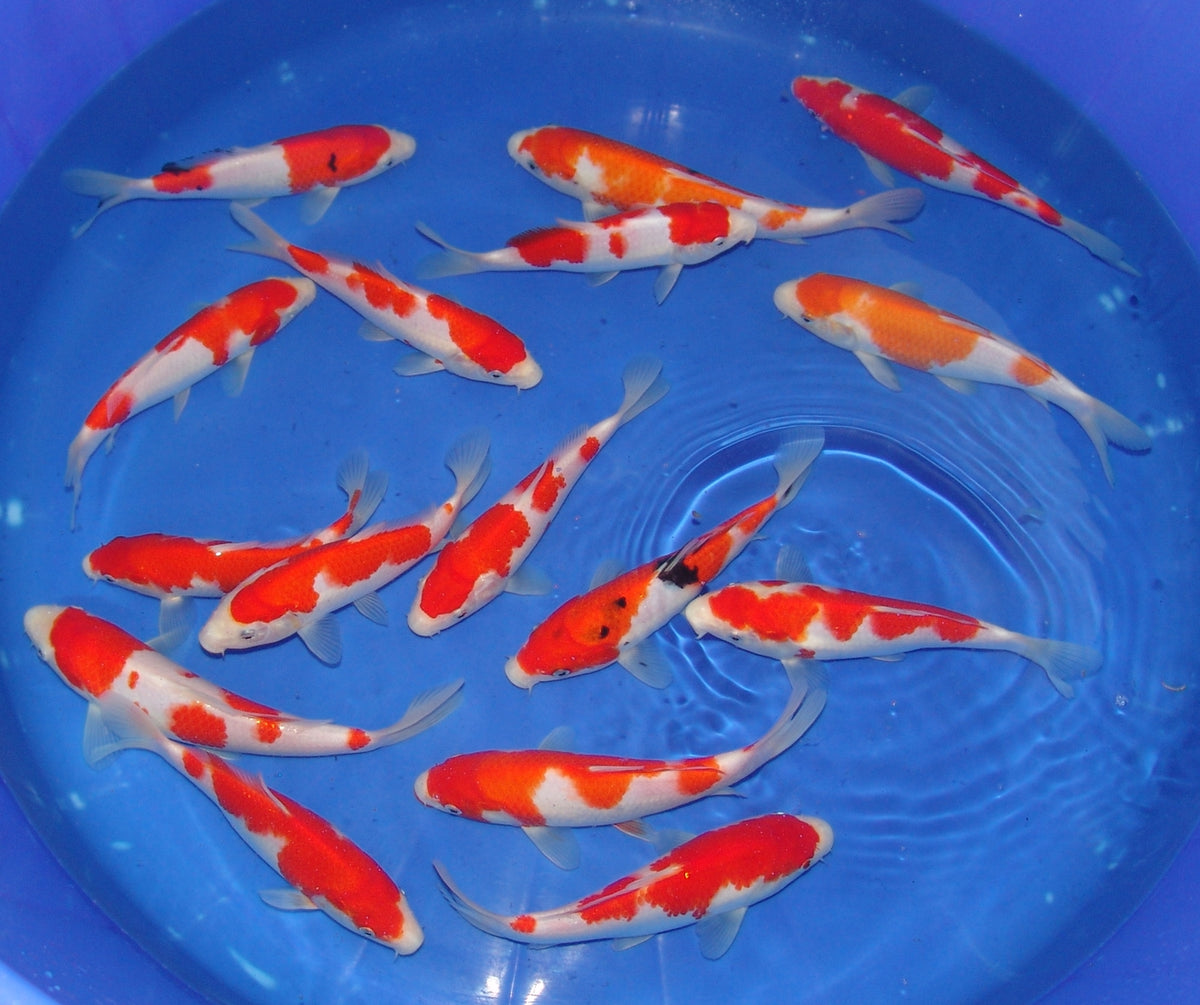 High Quality Tosai, 18-25cm.