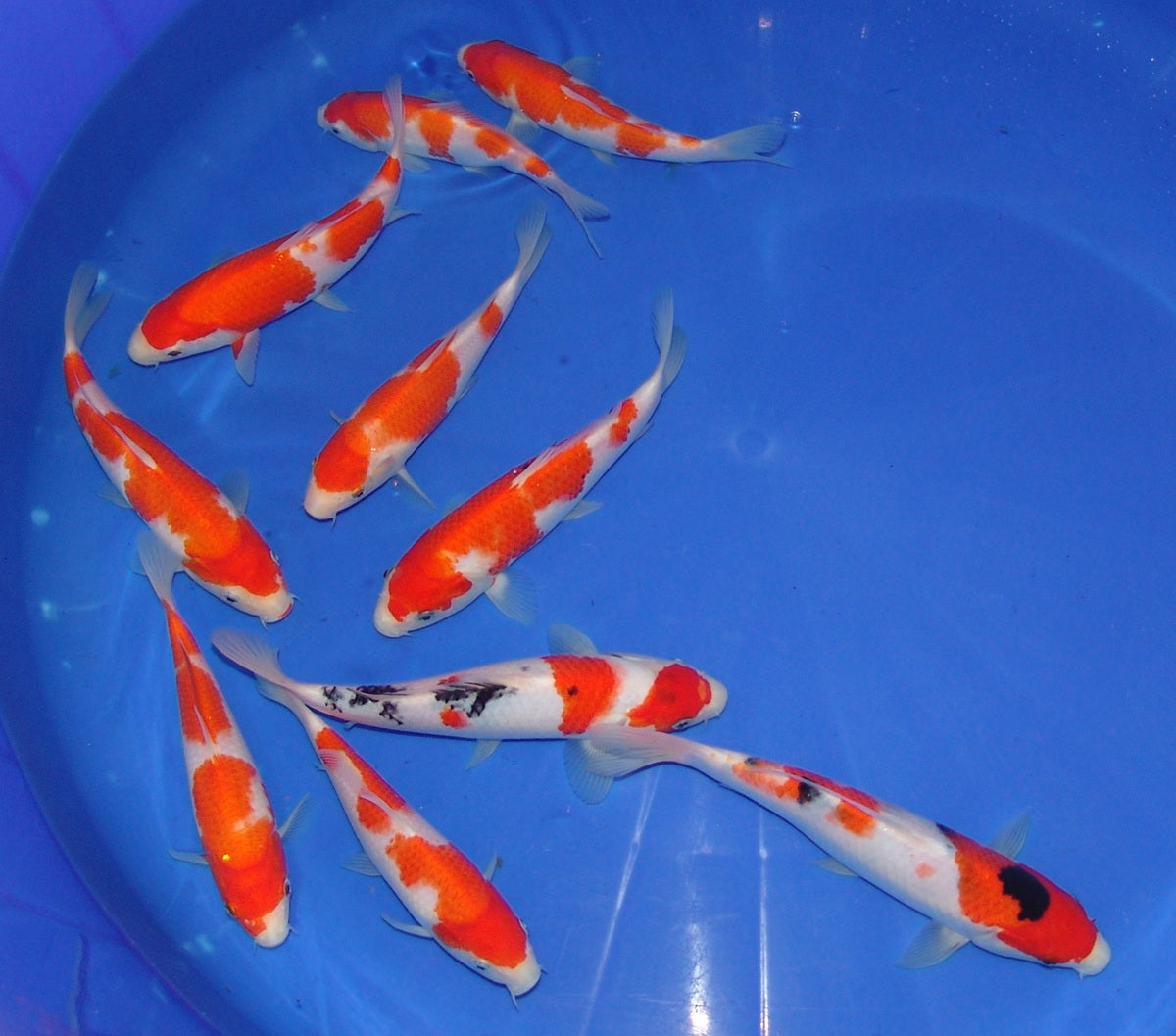 High Quality Tosai, 18-25cm.