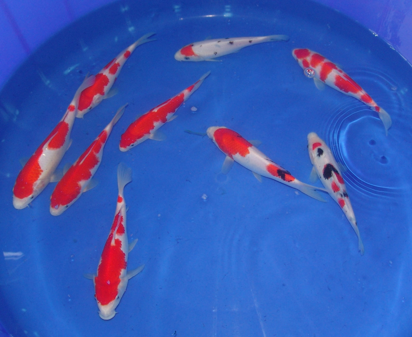 High Quality Tosai, 18-25cm.