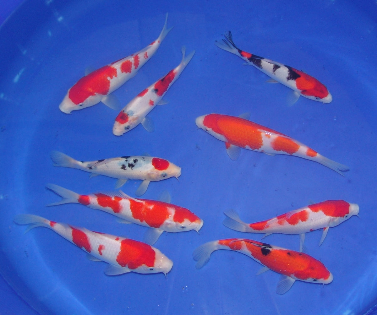High Quality Tosai, 18-25cm.