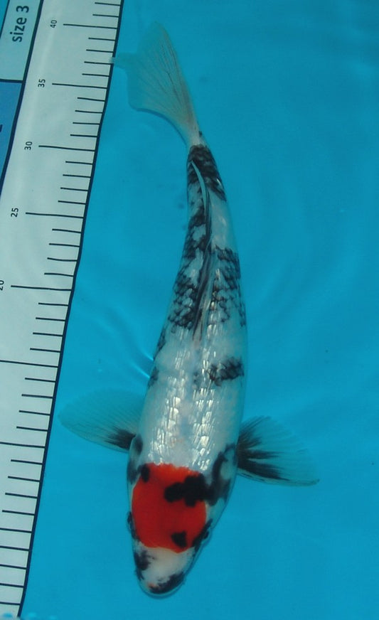 Gin Rin Tancho Showa, k2601