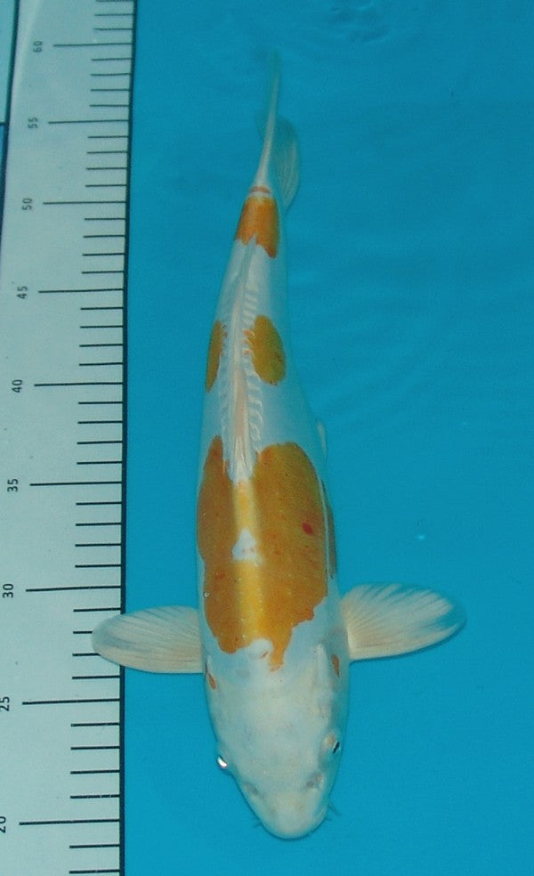 Doitsu Hariwake, k2604