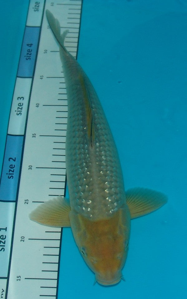 Pearl Gin Rin Soragoi, k2605