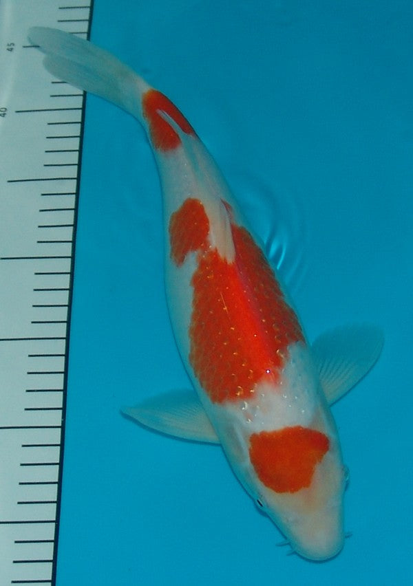 Pearl Gin Rin Kohaku, k2606